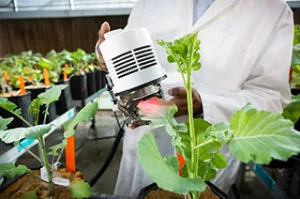 Plant growth experiment demonstrating nutrition, health, and biological processes.
